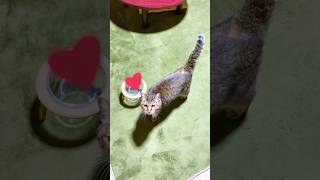 大好きなお母さんが見えた瞬間鳴いて喜ぶ元野良猫トラ #元野良猫 #鳴き声 #かわいい