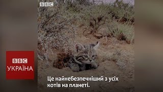 Найсмертоносніший кіт на планеті Найсмертоносніший кіт на планеті