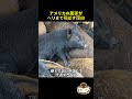野生の豚、人間でも止められない理由が異常