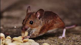 Abilene Pest Control Experts 325-283-1743