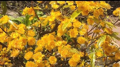 Mai cúc thọ hương ,bạch mai LH 0979217639/ 0977817648 ( 21/02)