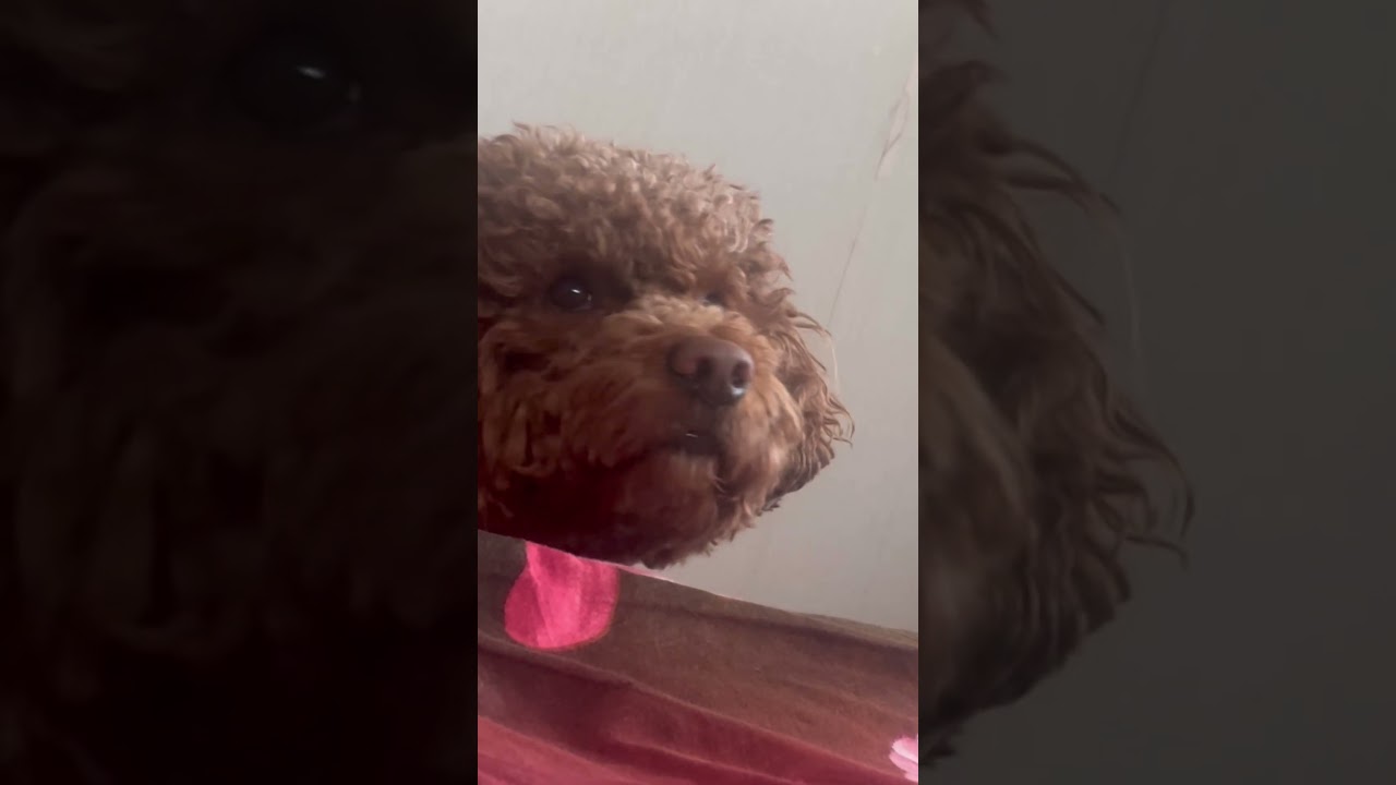 Baby poodle is so curious 🤨 🧿
