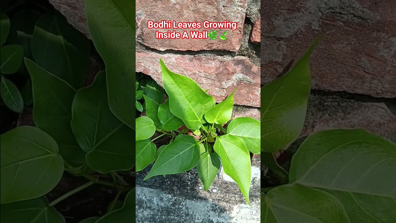 Bodhi Leaves Growing Inside A Hole In A Wall🌿🍃 