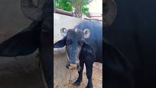 Dairy Farming 🐃