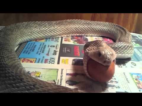 Pine snake eating a chicken egg