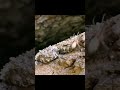 Spider Tailed Horned Viper Uses Tail To Lure Prey!🤯 #shorts