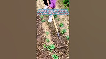 Chiếc cào răng cưa – Làm cỏ cực nhanh, dân vườn mê mẩn!