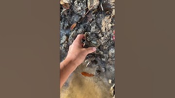 Ancient Coral Fossil Found! #geology #fossils #shorts