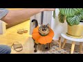ご飯を焦らす夫に呆れながら渋々付き合ってあげる健気な猫が愛おしすぎた…