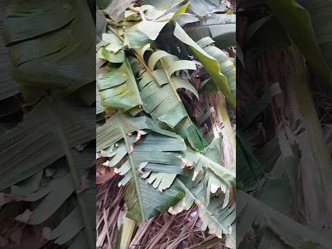 العيون جابت اجلنا