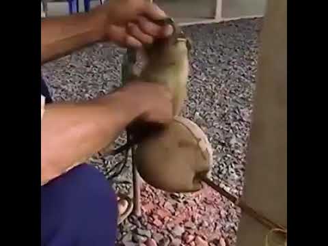 تدريب القرده على قطف الثمار من أعالي الشجر