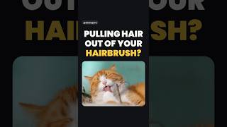 How Cat tongue helps in redesigning hairbrush?