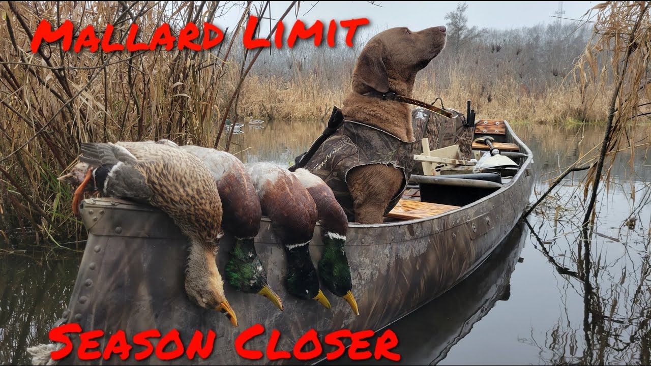 MALLARD LIMIT on the Season Closer YouTube