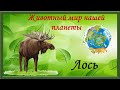 Животный мир нашей планеты.  Лоси