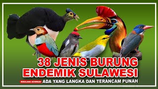 30 JENIS BURUNG ENDEMIK SULAWESI | NAMA NAMA BURUNG KICAU | JENIS HARGA BURUNG KICAU 