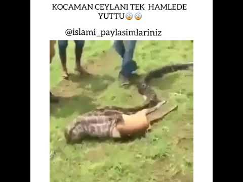 Kocaman ceylani tek hamlede yuttu  - yutan yılan