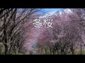 湯原昌幸「冬桜」by QP.SUZUKI
