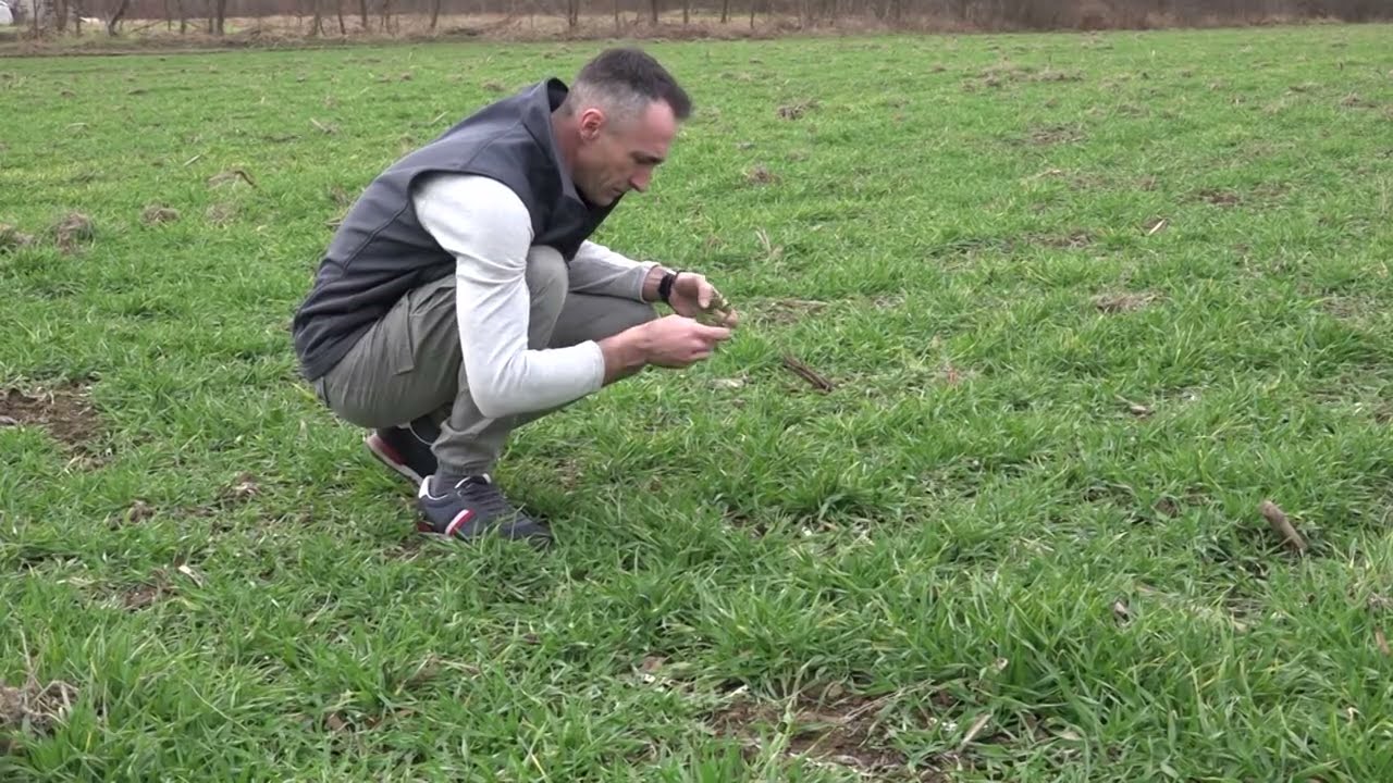 Važnost pravilne prihrane pšenice  februar 2026. godine