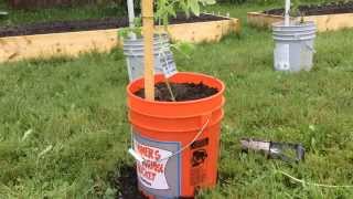 Как посадить в ведра томаты (помидоры), огурцы, перец, баклажаны.(Это видео о том, как я высаживаю рассаду томатов (помидор), перцев, огурцов, баклажан, в ведра. Я практикую..., 2015-05-19T21:14:49.000Z)