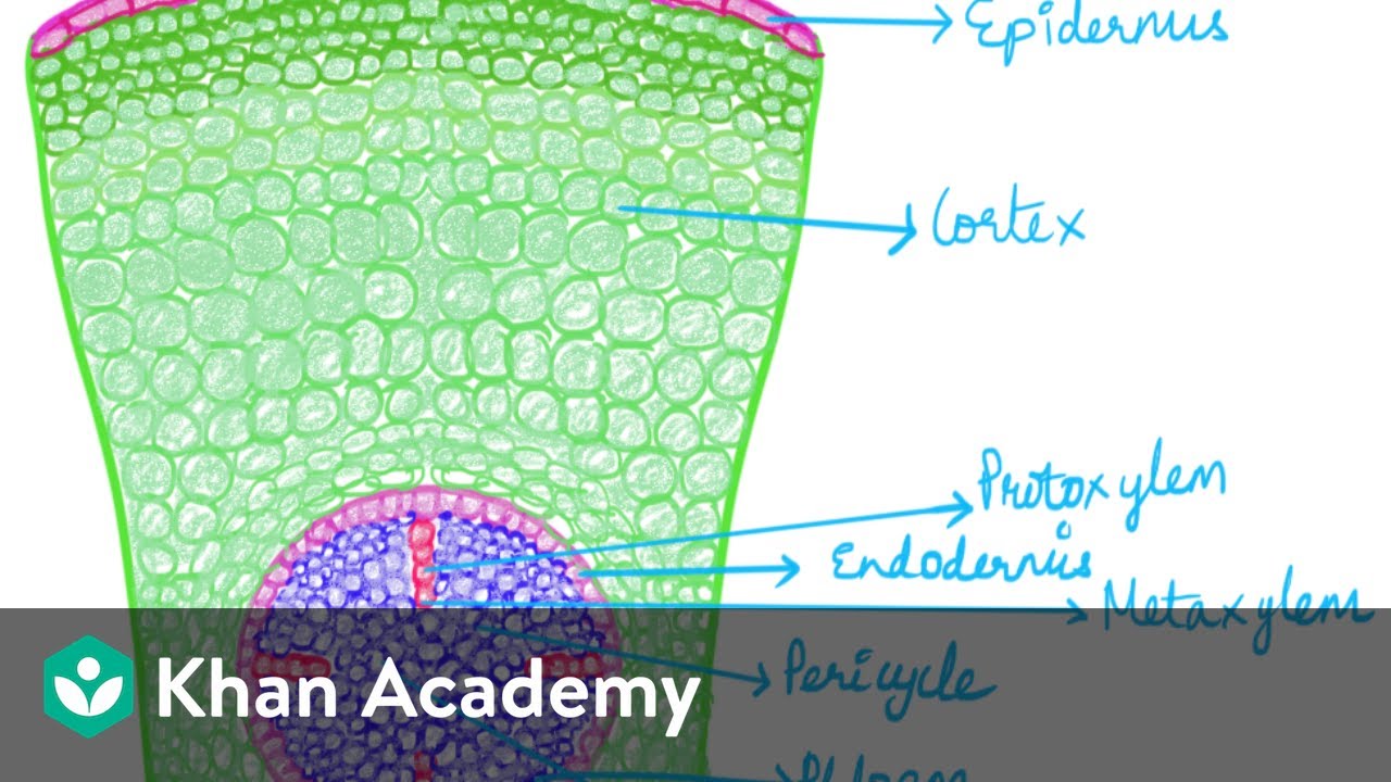 ⁣Anatomy of the Root | Chapter 6 | Biology | Khan Academy