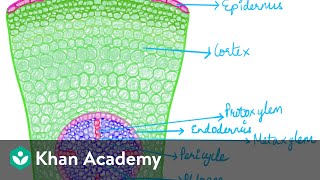 Anatomy of the Root | Chapter 6 | Biology | Khan Academy