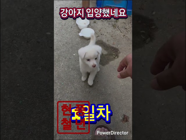 새식구가 왔네요 #강아지 #현철 #웃음 #입양 #건강하자 #행복 #웃긴영상