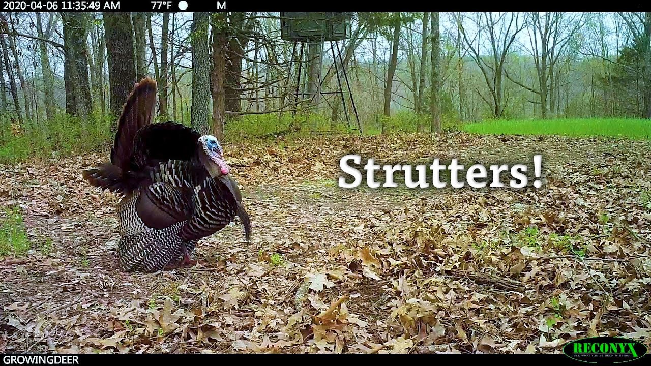 Trail Camera Videos Nothing But Strutters! (2020) YouTube