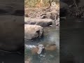 machha kandana picnic spot #viral video #nature #trending shorts#river #for you