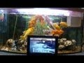 Xperia Tablet Z In A Fish tank