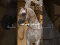 جمال الخيل العربية الاصيلة خيل عربي اصيل خيل 