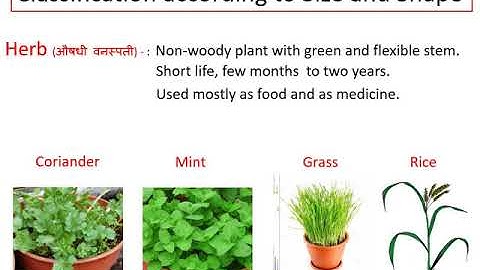Standard 6: Lesson 3: Diversity in Living things and their Classification: Part 1 of 2 (Marathi)