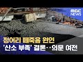정어리 떼죽음 원인 '산소 부족' 결론