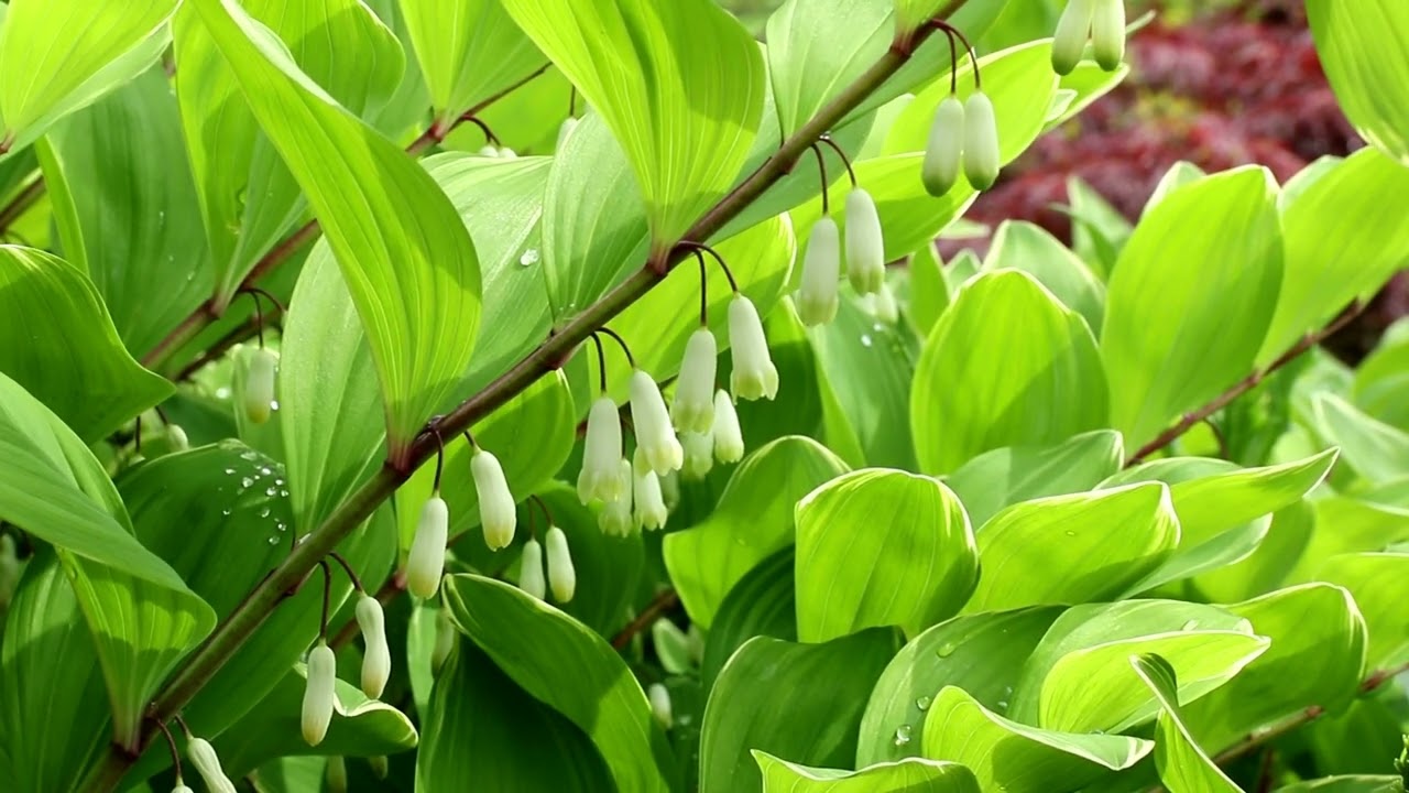 カラーリーフも美しいアマドコロ栽培 植えっぱなしでよく育つ！ 水やり
