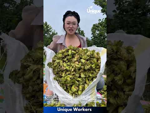 Hazelnut Harvest Picking Fresh Hazelnuts