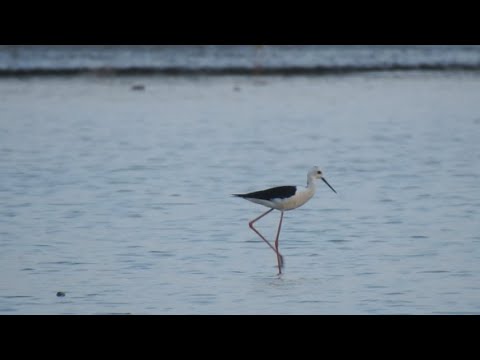 Cambodia Black-wing stilt Bird and Through the Lens: Black-necked Stilt