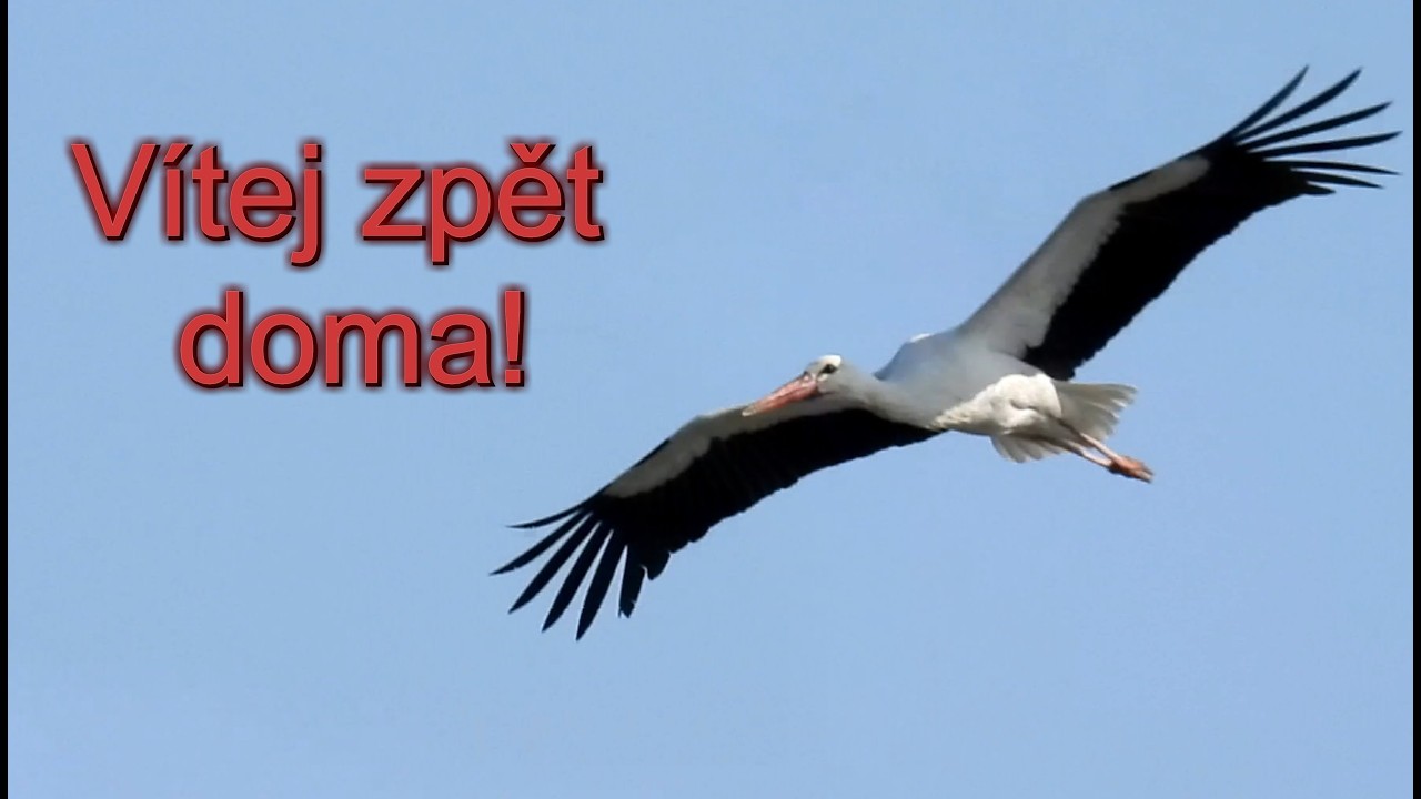 Čáp bílý, White Stork, Weißstorch, Ooievaar, Bocian biały, Cigogne blanche, Cigüeña blanca