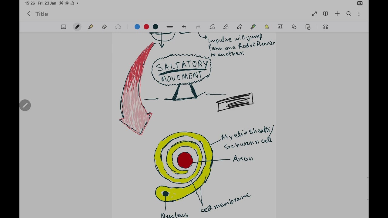 Nervous System And Action Potential |Fsc,A level and MDCAT Preparation