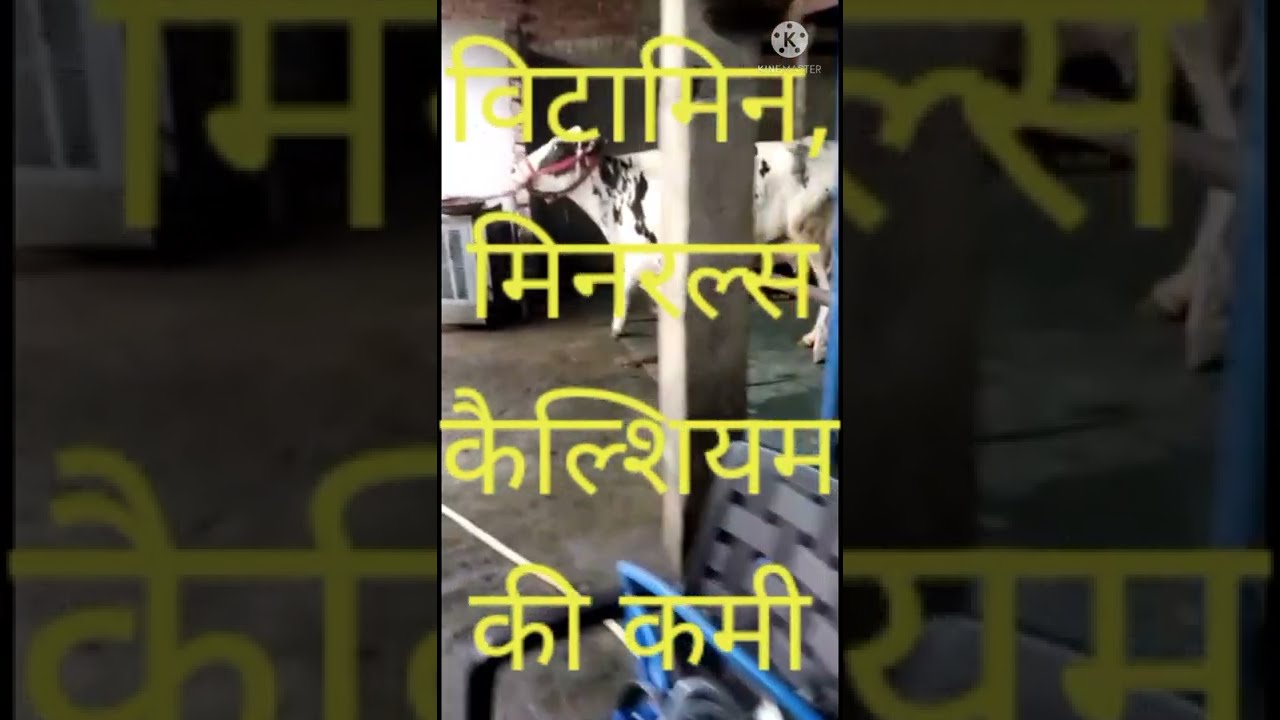 Lamness in cow and buffalo//गाय और भैंस में लंगडापन।