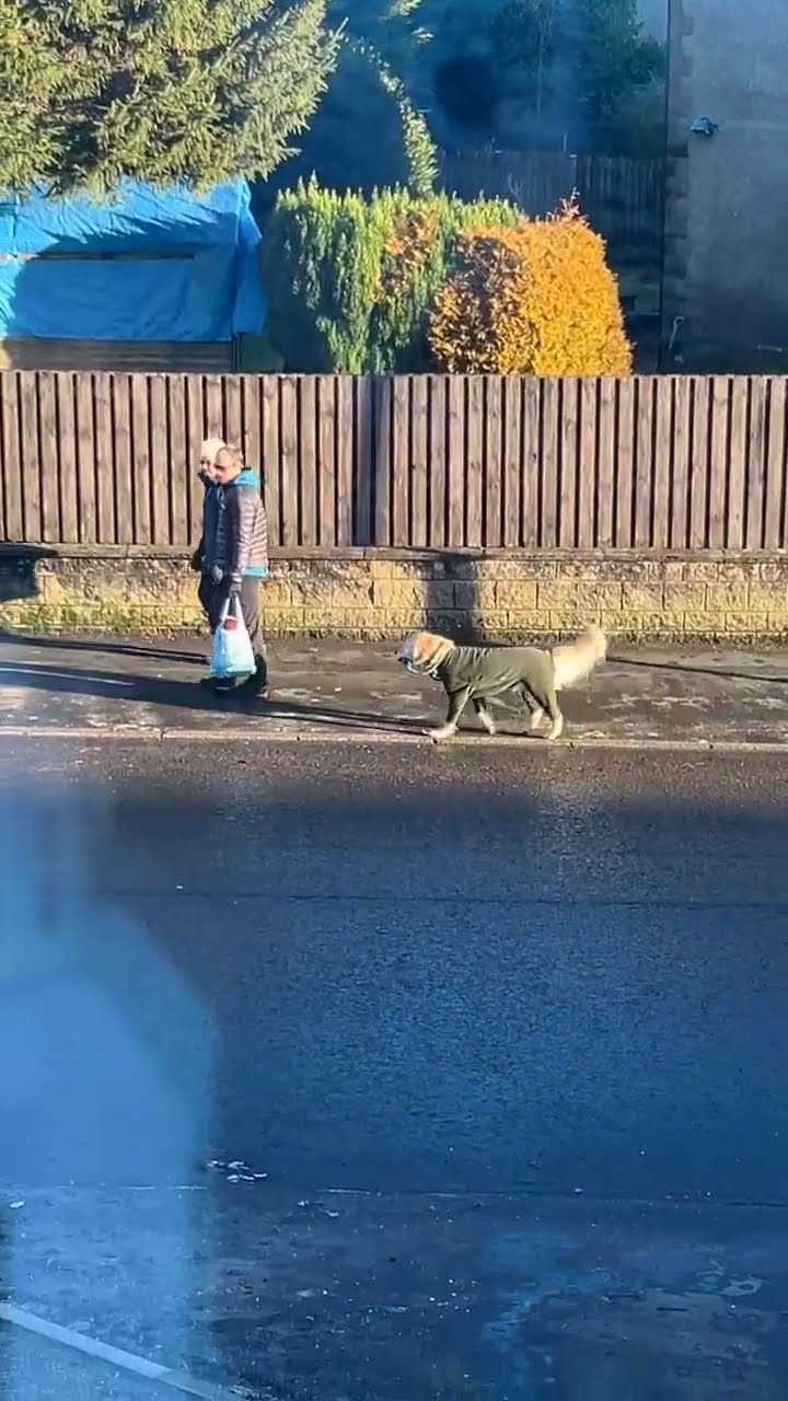 Dressed Golden Retriever Goes On Little Walk || ViralHog
