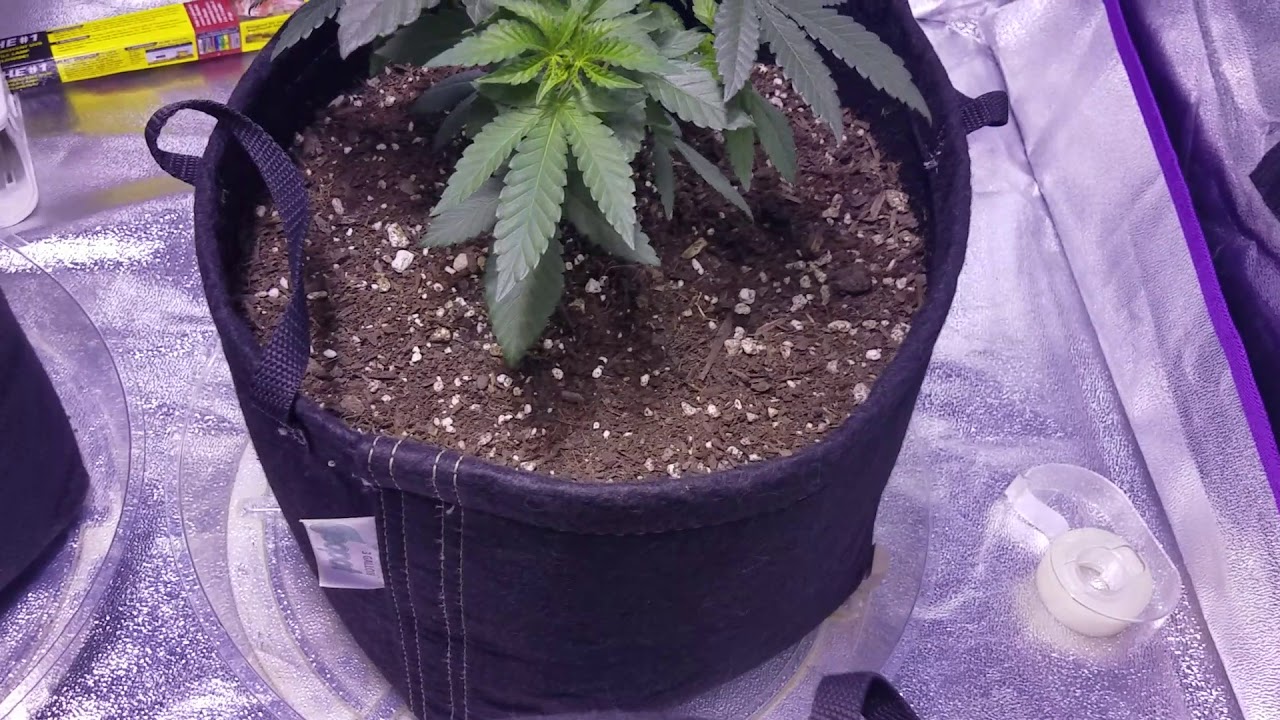 Sunset Sherbet Day 1 Veg. (Regular Seeds)