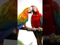 Scarlet Macaw Sounds in 4K — Incredible Wild Calls That Stop You In Your Tracks! #shorts #birdsound