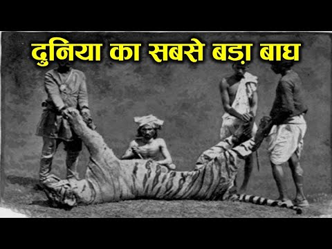 वीडियो: बालिनी बाघ एक विलुप्त उप-प्रजाति है