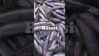 hamsi