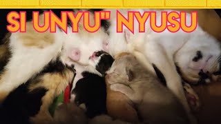 Regeneration Baby Nomot Cute Cat Catlover