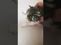 my little kitty