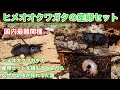ヒメオオクワガタの産卵セットを組もうとしたら、なぜか幼虫が採れた話