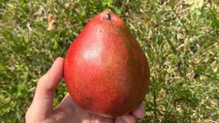 Red D’Anjou Pear