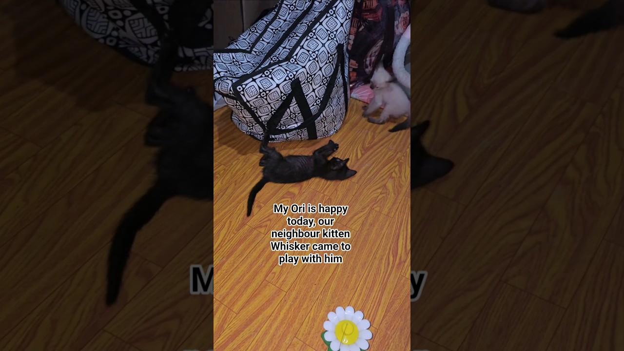 Ori and Whisker Playtime  