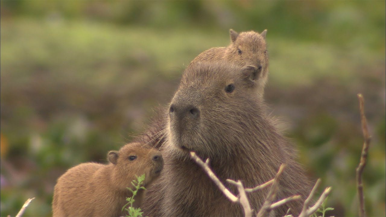 カピバラ なぜかみんな上に乗りたがる - YouTube