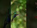 Slow motion video of a beautiful hummingbird sipping nectar from Flowers. #bird #birds #wildlife